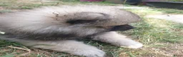 Pomeranian dogs for sale: Pomeranian puppies ready now - Advert 38