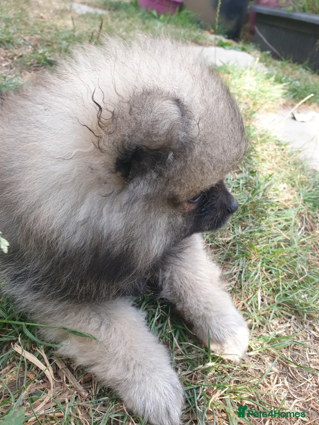 Pomeranian dogs for sale: Pomeranian puppies ready now - Advert 38