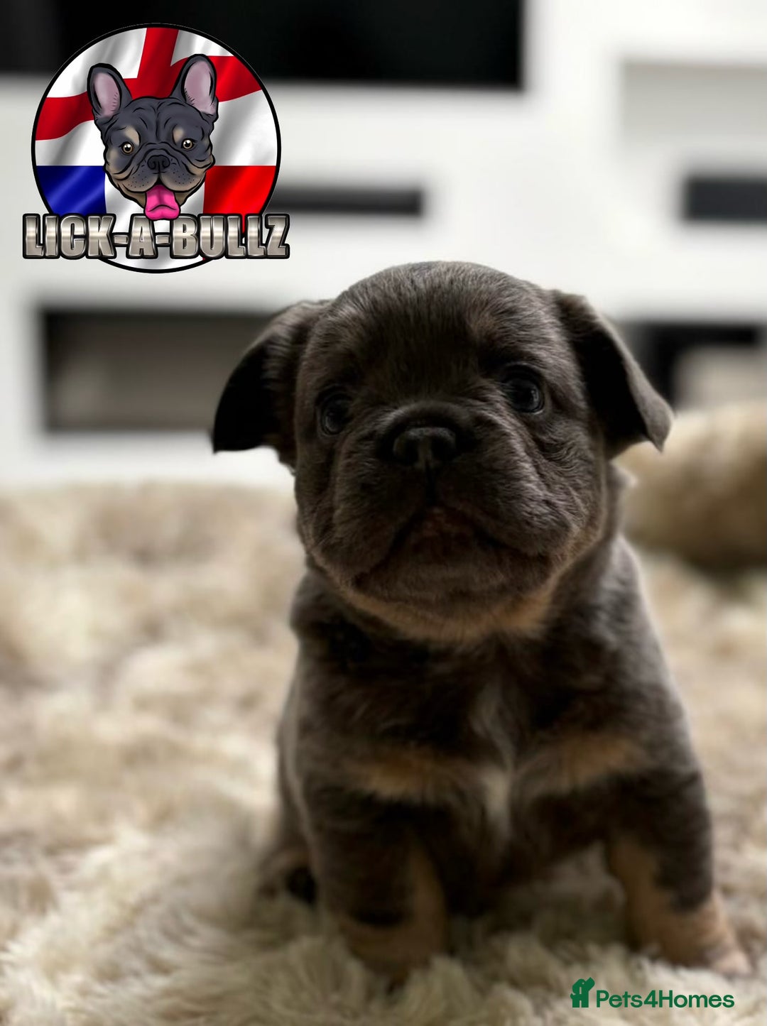 French Bulldog dogs for sale: Exclusive French bulldog puppies  - Image 7