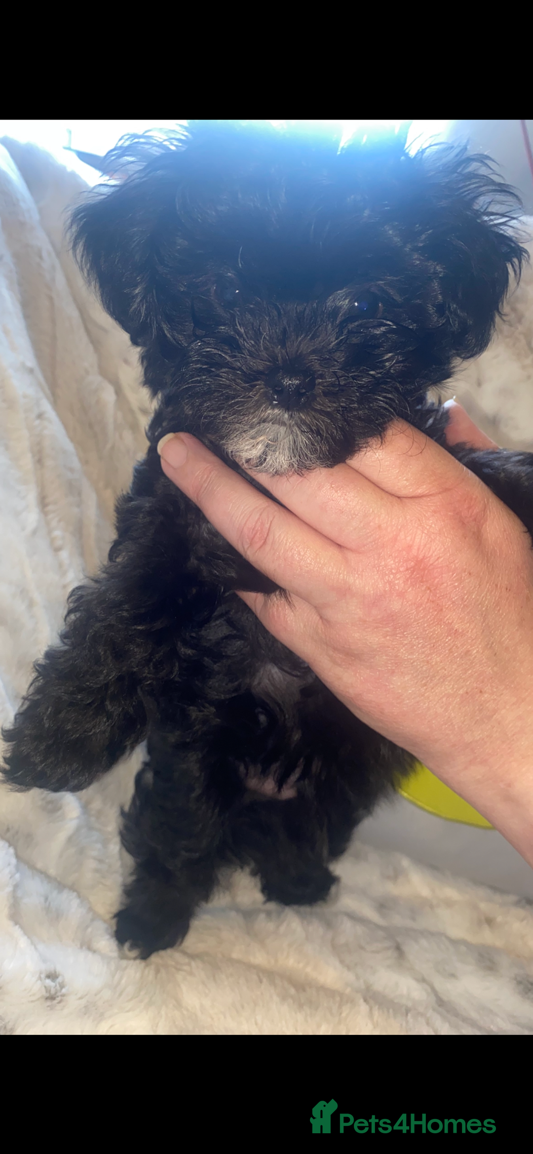 Maltipoo dogs for sale: Rare micro toy teddyface Korean/Asian maltipoos😍 - Advert 14