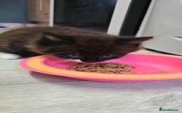 Mixed Breed cats for sale: Beautiful female fluffy kitten  - Image 2