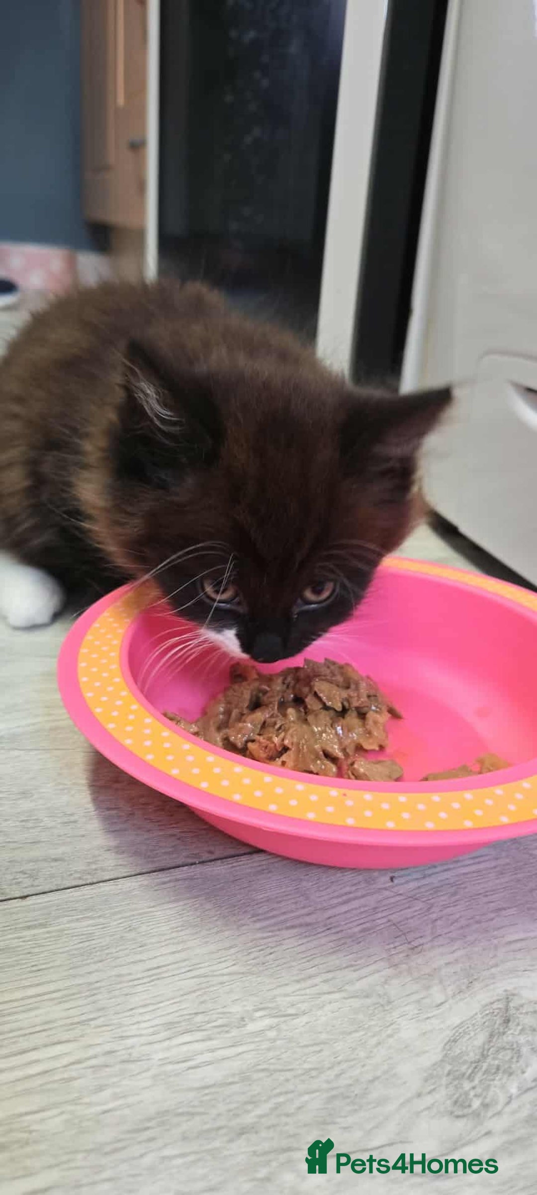 Mixed Breed cats for sale: Beautiful female fluffy kitten  - Image 2