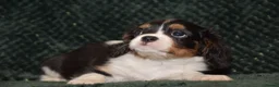Cavalier King Charles Spaniel dogs for sale: Two Cavalier King Charles Spaniel Females - Advert 6