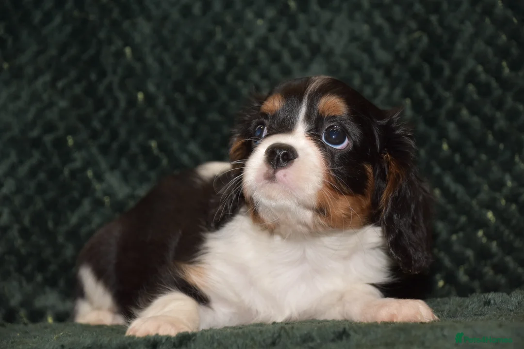 Cavalier King Charles Spaniel dogs for sale: Two Cavalier King Charles Spaniel Females - Advert 6