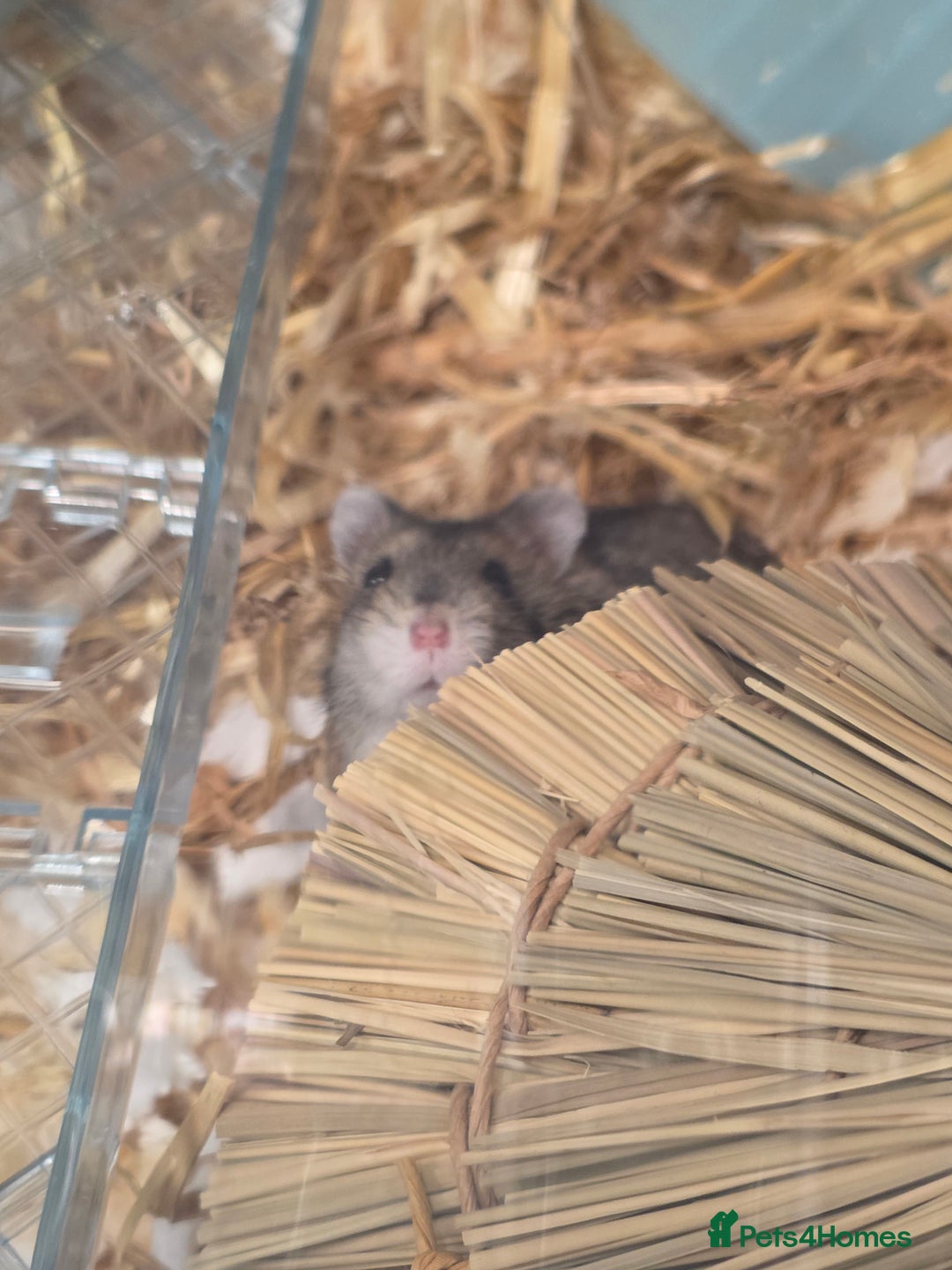 Hamster rodents for sale: Dwarf Hamster & Set Up - Advert 3