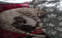 Bengal cats for sale: 5 Beautiful Bengals - Advert 1