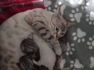 Bengal cats for sale: 5 Beautiful Bengals - Advert 1