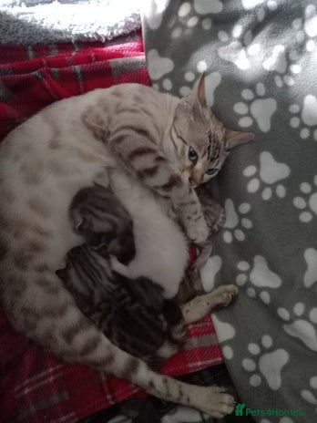 Bengal cats 5 Beautiful Bengals - Advert 1