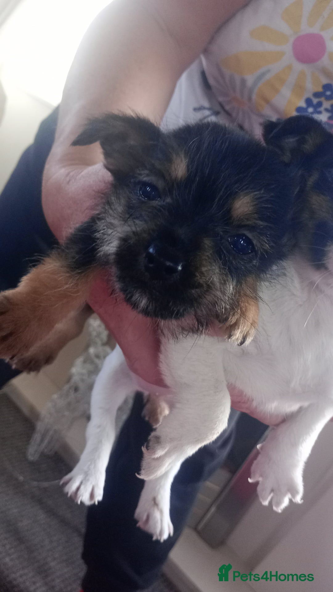 Mixed Breed dogs for sale: Jack Russell puppies  - Advert 18