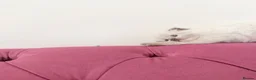 Scottish Fold cats for sale: Beautiful kittens🌹🤭 - Advert 18