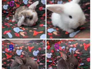 Mini Lion Lop rabbits Minilops and mini lionlops - Advert 13