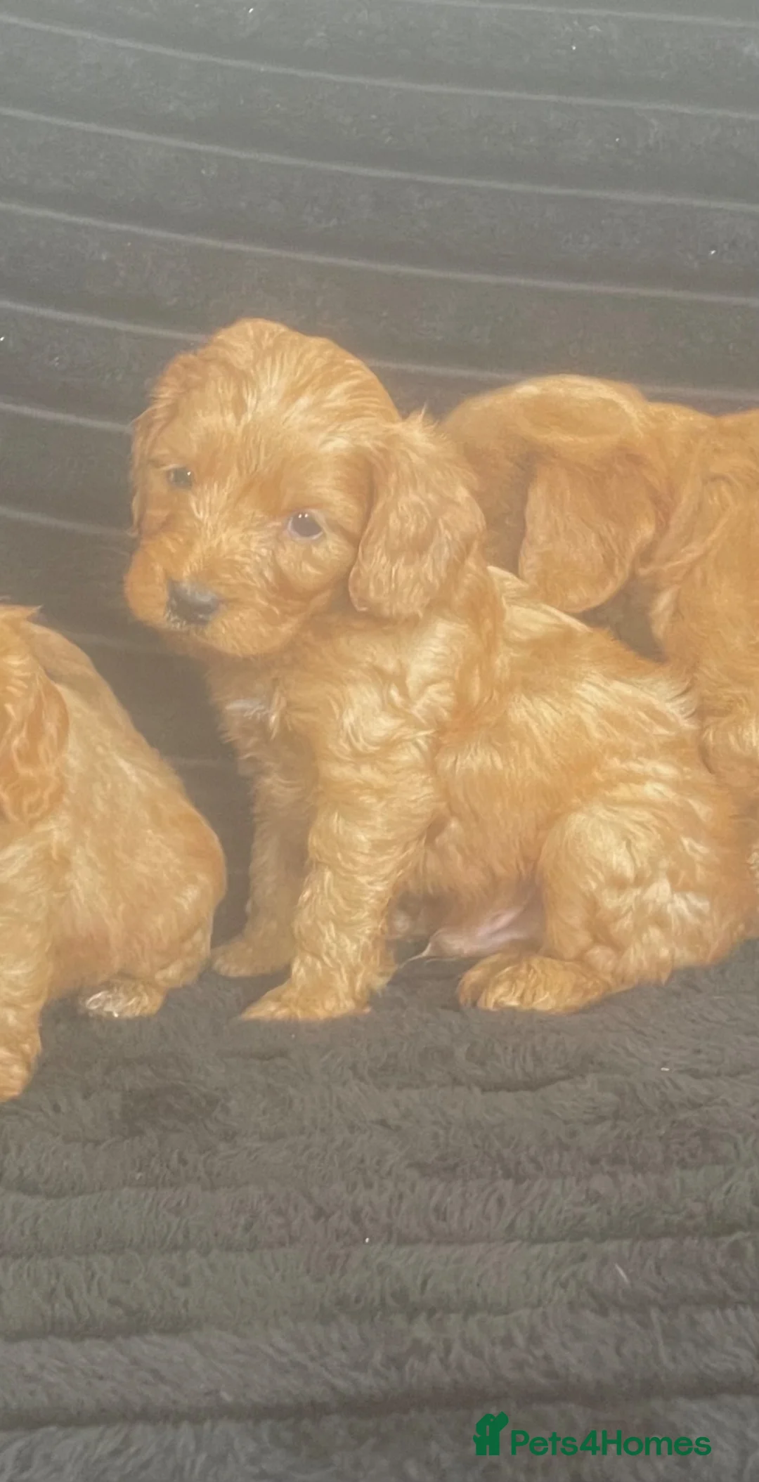 Cockapoo dogs for sale: Stunning Fox Red cockerpoos - Advert 17