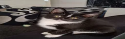 Mixed Breed cats for sale: Onyx 21 - Advert 2