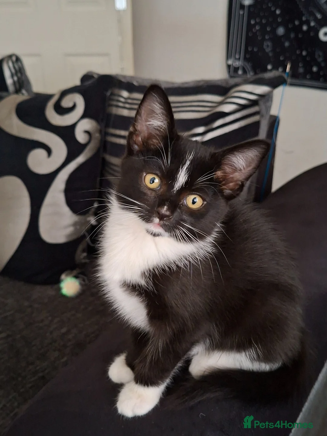Mixed Breed cats for sale: Onyx 21 - Advert 2