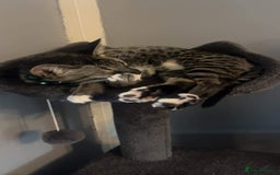 Savannah cats for sale: F5 Female Savannah - Image 11