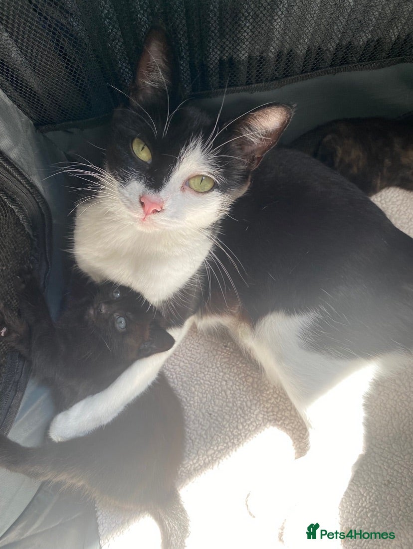 Domestic Shorthair cats Beautiful male kitten - Advert 15