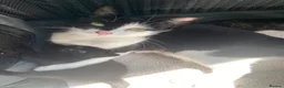Domestic Shorthair cats for sale: Beautiful male kitten - Advert 1