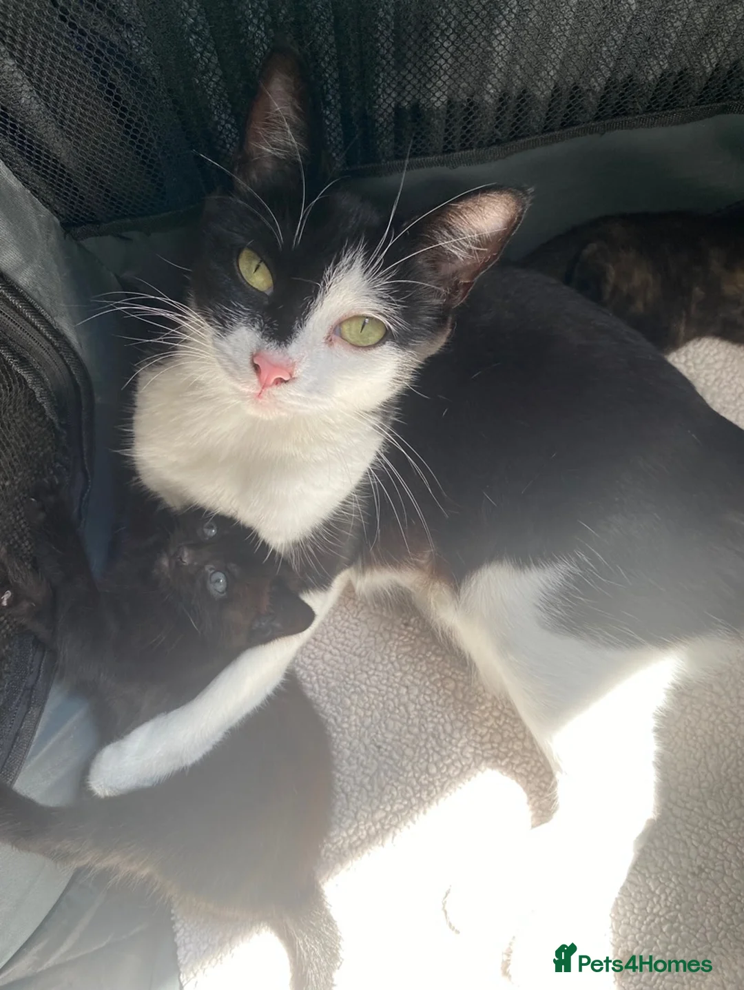 Domestic Shorthair cats for sale: Beautiful male kitten - Advert 1