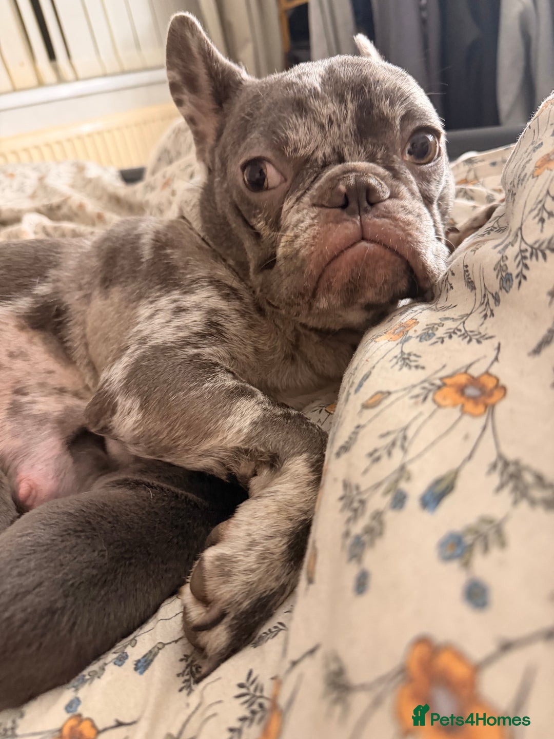 French Bulldog dogs for sale: Dwkc registered french bull dog puppies - Advert 2