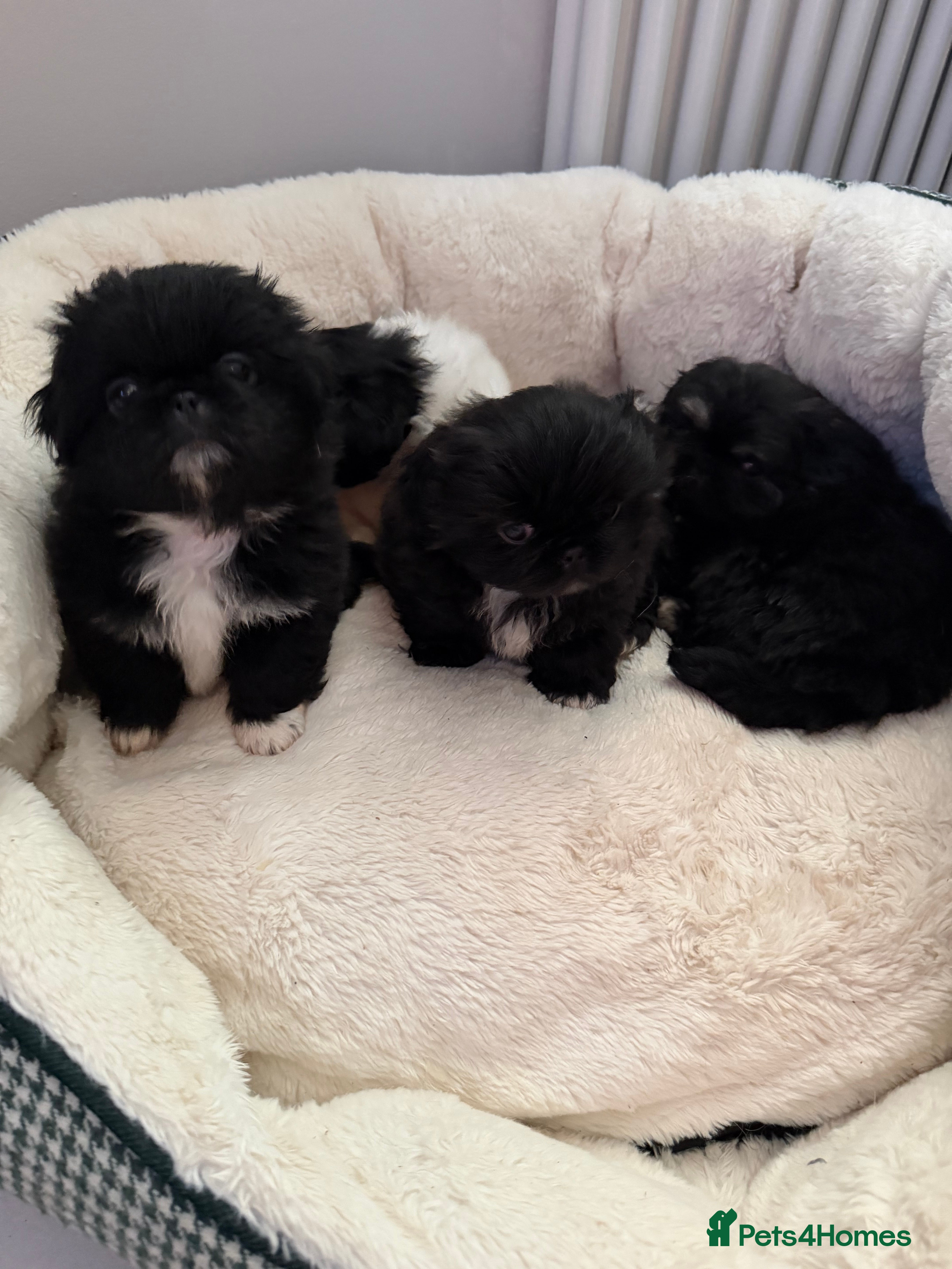 Pekingese dogs Adorable Pekingese puppies - Advert 1