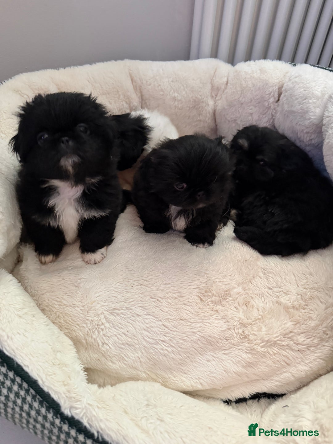 Pekingese dogs for sale: Adorable Pekingese puppies - Advert 4