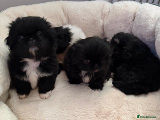 Pekingese dogs Adorable Pekingese puppies - Advert 2