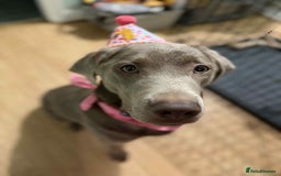 Labrador Retriever dogs for sale: Silver Bitch Labrador - Advert 5