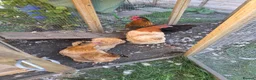 Chickens poultry for sale: 5 x egg laying hens in Thornton Heath - Advert 2