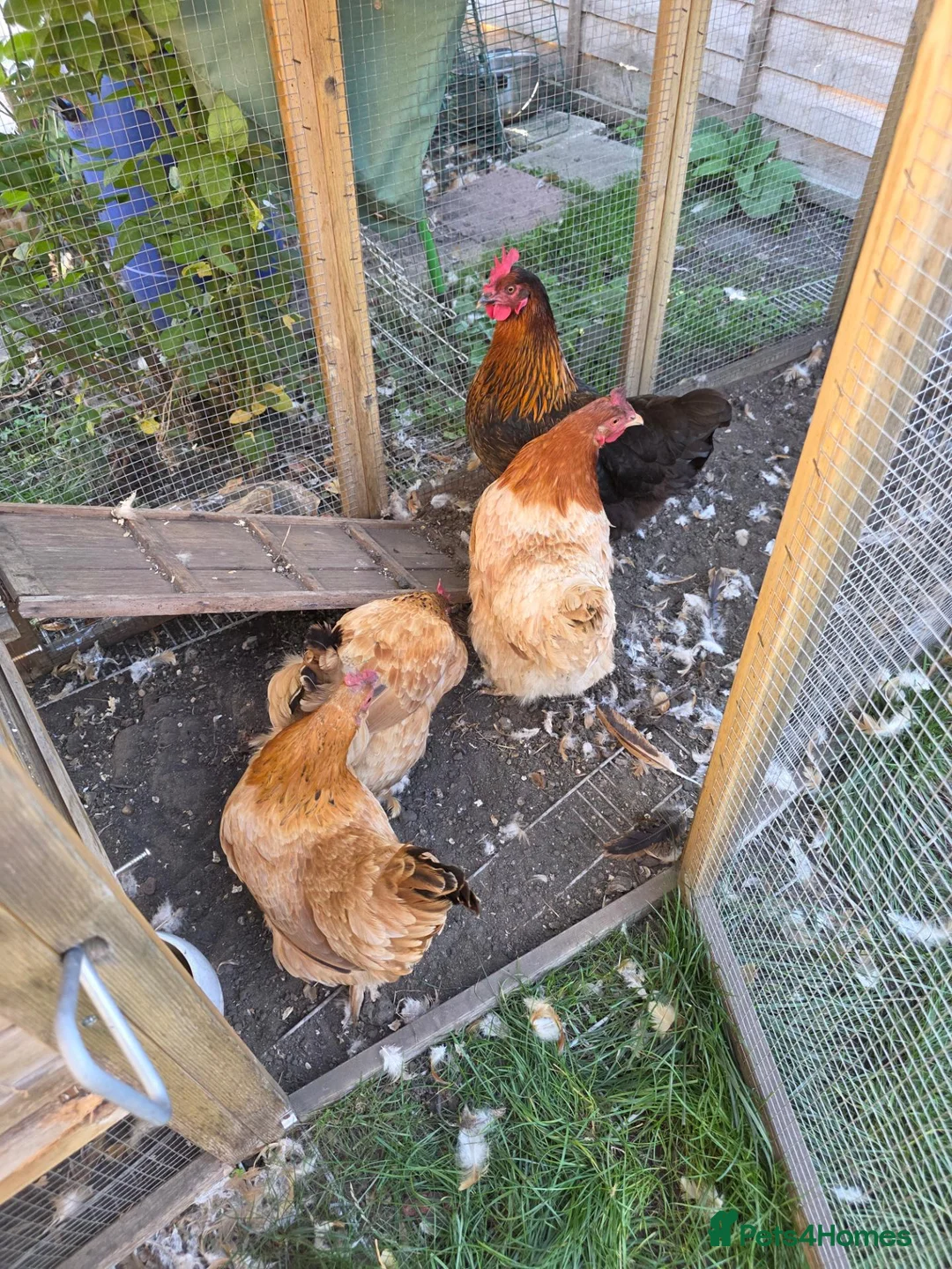Chickens poultry for sale: 5 x egg laying hens in Thornton Heath - Advert 2