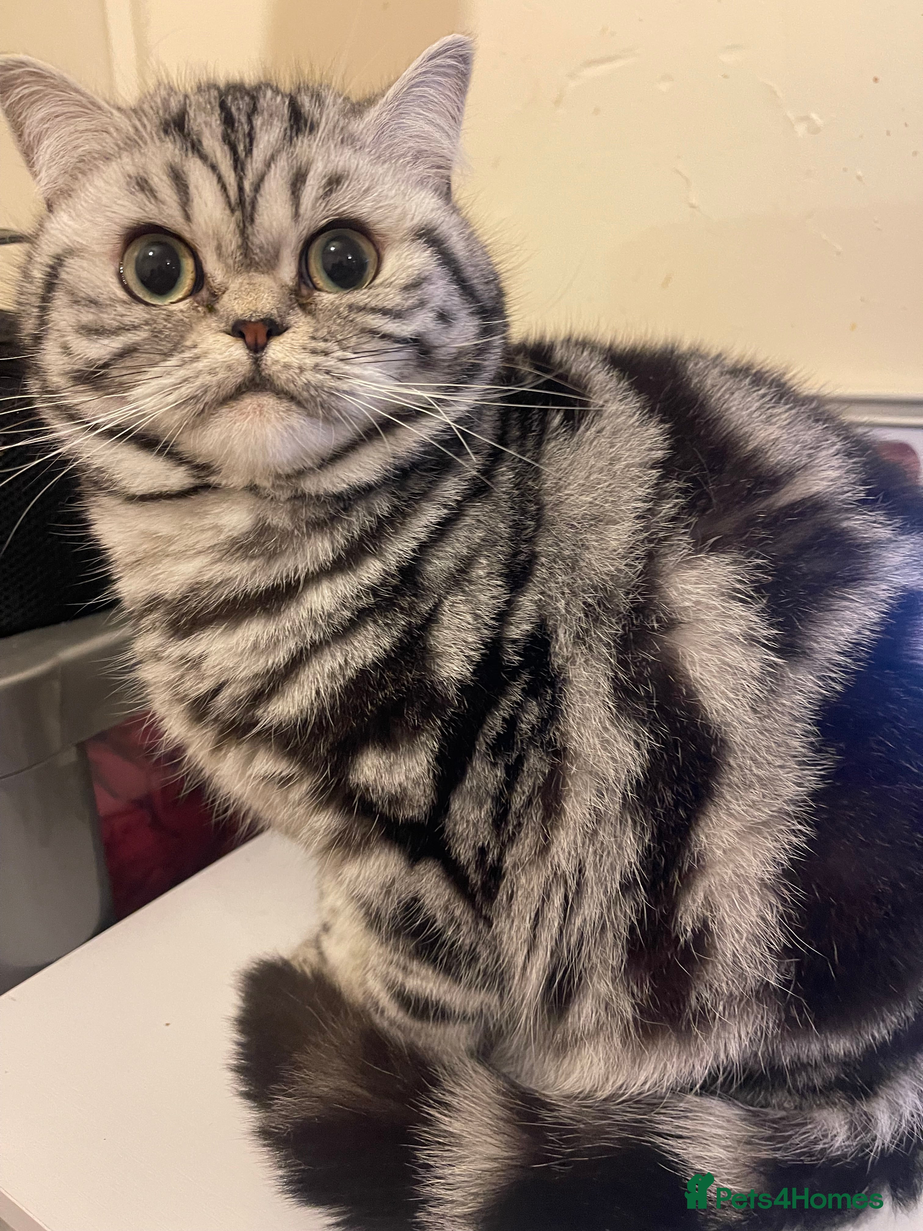 British Shorthair cats Bsh.  Active  Silver Classic Tabby.Available! - Advert 4