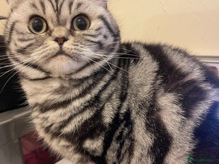 British Shorthair cats Bsh. Active Silver Classic Tabby.Available! - Advert 4