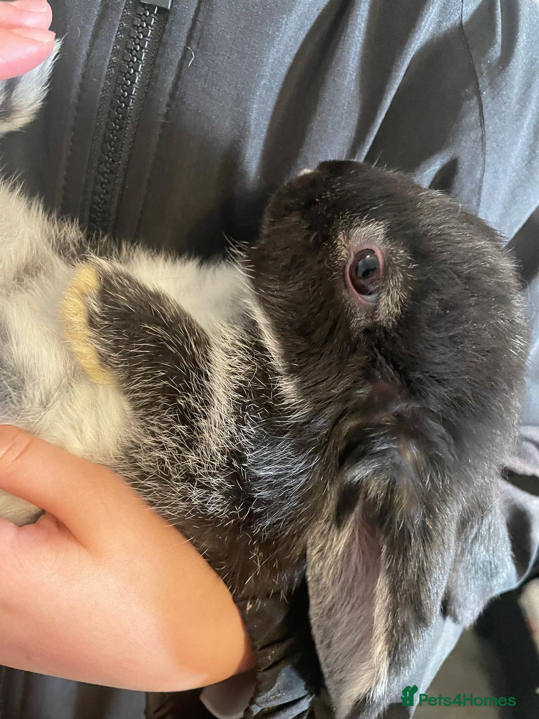 Mini Lop rabbits for sale: Ready to go mini lop - Advert 10