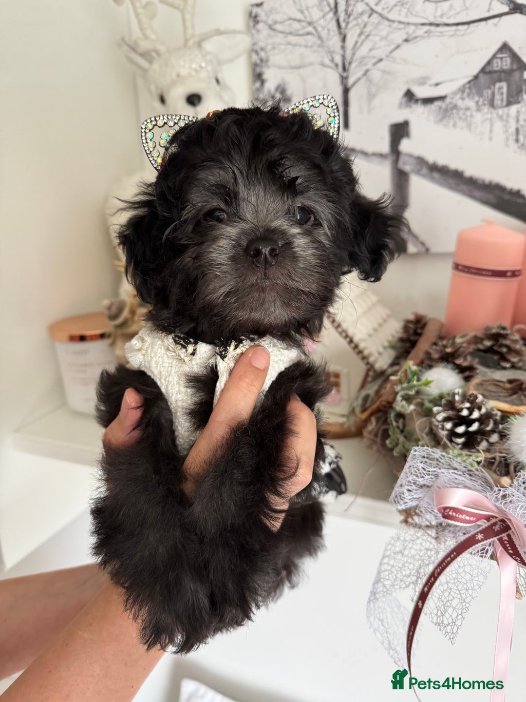 Maltipoo dogs for sale: 🩵Last Top Quality Rare Korean/Asian F1 Maltipoo🩵 in Bathgate - Image 33