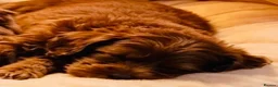 Cavapoo dogs for sale: Exquisite Merle F1b cavapoo puppies for sale  - Advert 8