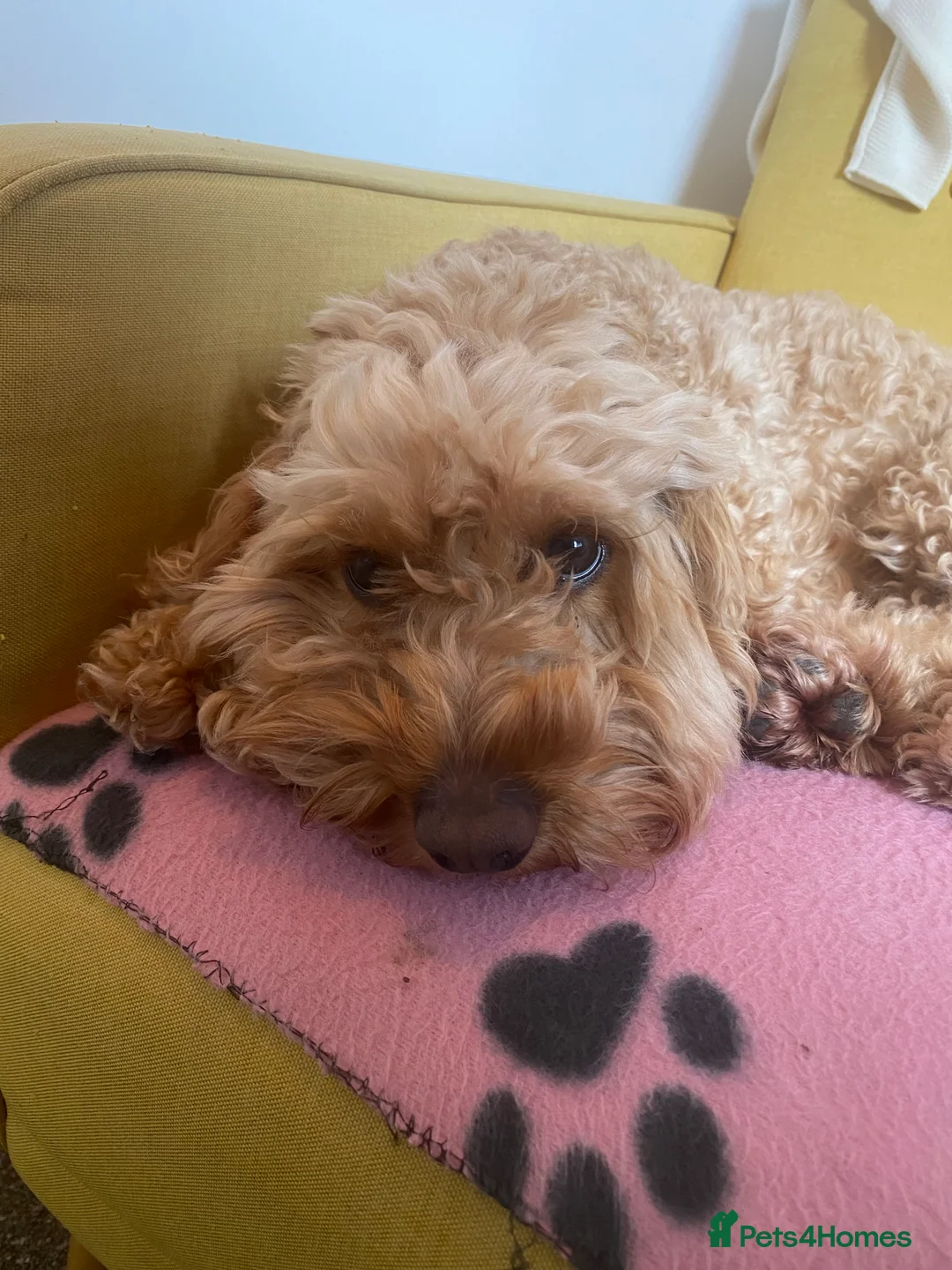 Cockapoo dogs for sale: Perfect home needed - Advert 1
