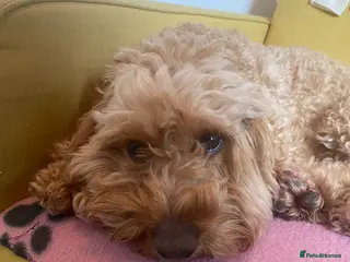 Cockapoo dogs Perfect home needed - Advert 1