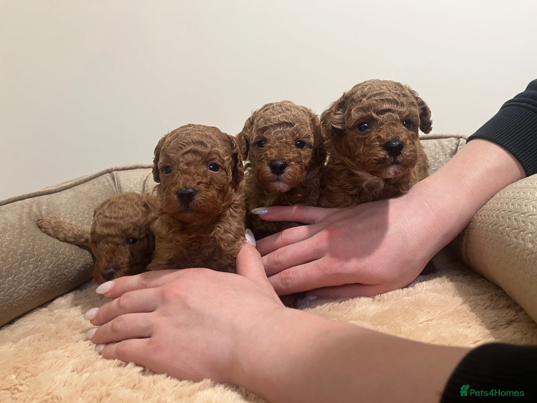 Toy Poodle dogs for sale: Pure toy poodle pups - Advert 10
