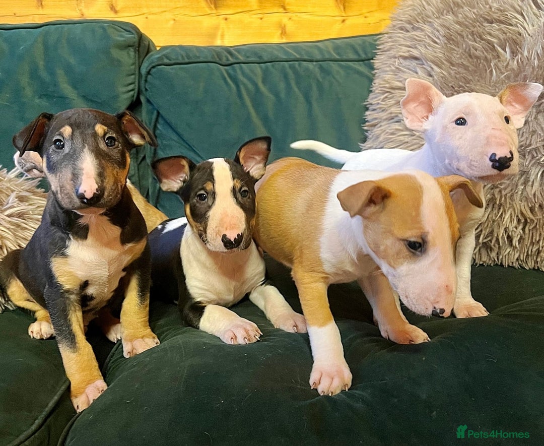 English Bull Terrier dogs for sale: Outstanding standard Bull terrier boys available  - Advert 8