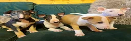 English Bull Terrier dogs for sale: Outstanding standard Bull terrier boys available  - Advert 13