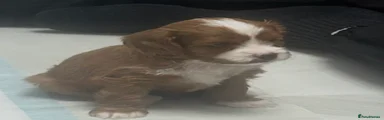 Cavapoo 1