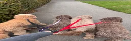 Labradoodle dogs for sale: Labradoodles 11th plus generation  - Advert 13