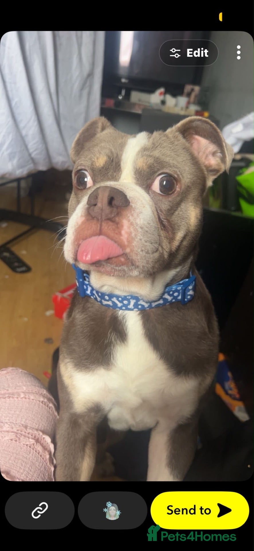 Mixed Breed dogs 2 year old boxer cross frenchie - Advert 1