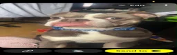 Mixed Breed dogs for sale: 2 year old boxer cross frenchie - Advert 1