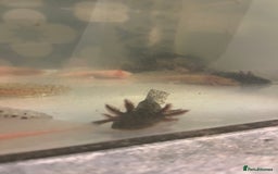 Other/Mixed Breed fish for sale: Axolotl‘s - Image 2