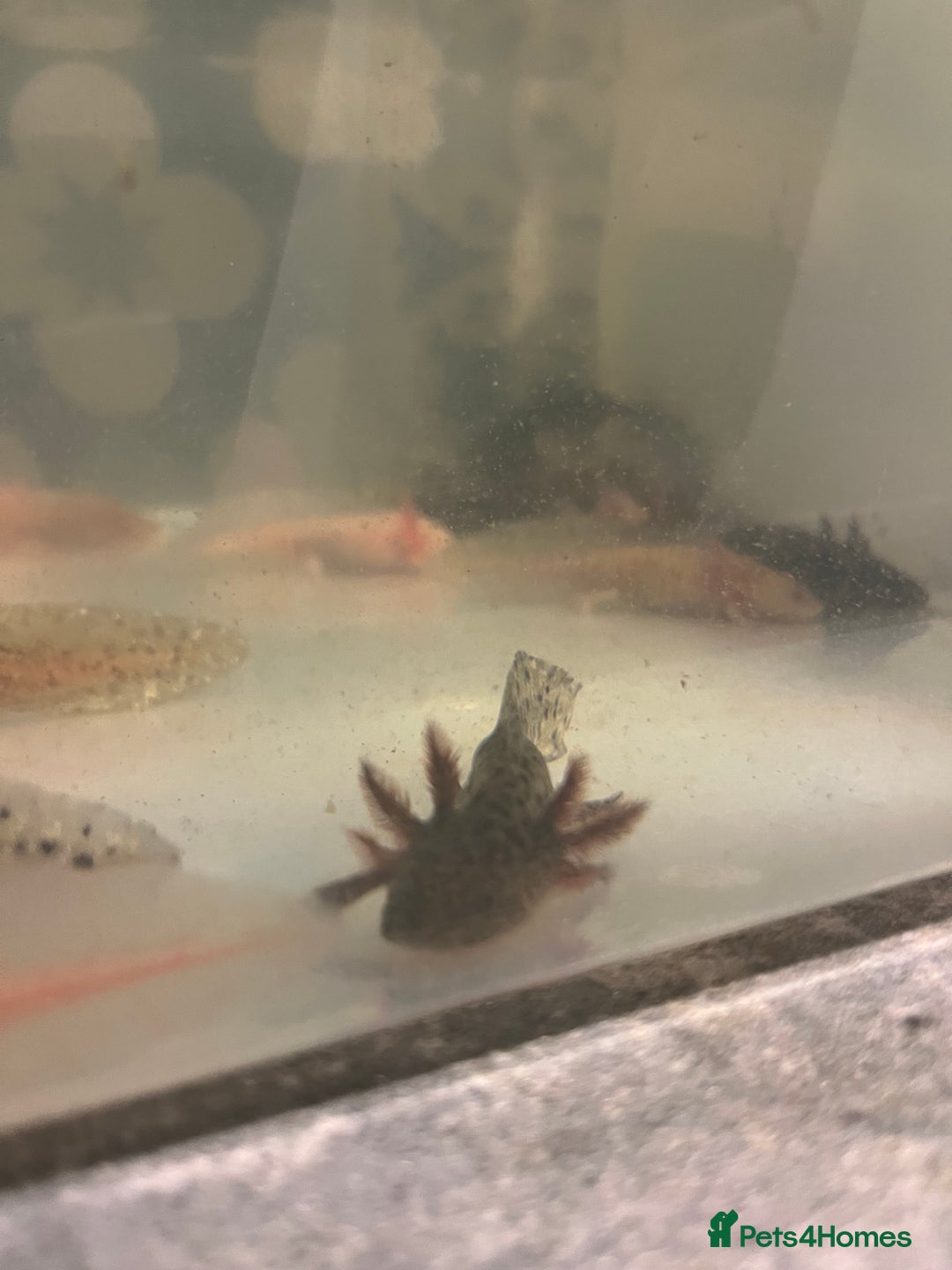 Other/Mixed Breed fish for sale: Axolotl‘s - Image 2