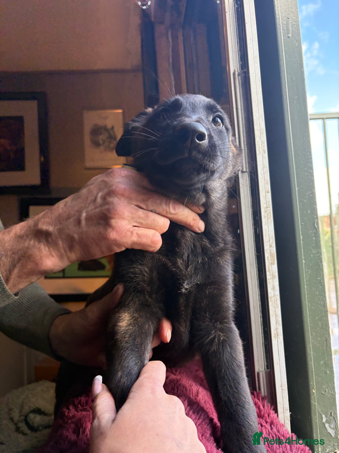 Mixed Breed dogs for sale: Dutch herder x German Shepherd pups - Image 15