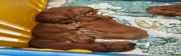 Cockapoo dogs for sale: Home raised, stunning fox red cockapoo’s  - Advert 12