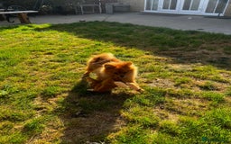 Pomeranian dogs for sale: Beautiful Pomeranian puppies last boy  - Image 6