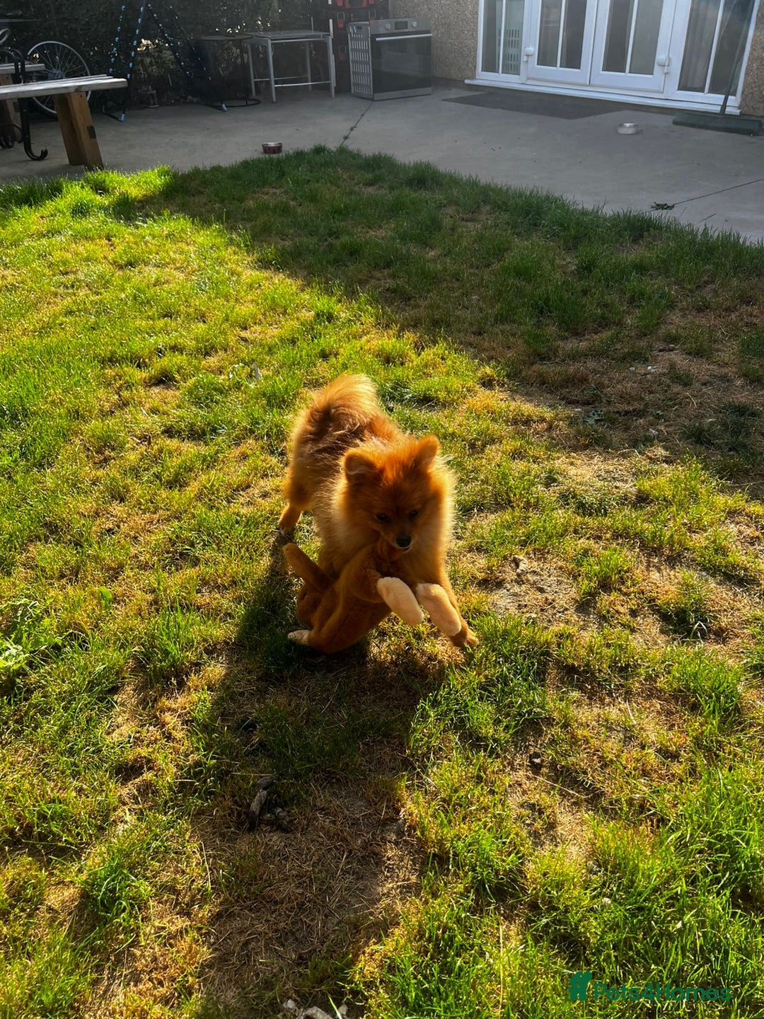 Pomeranian dogs for sale: Beautiful Pomeranian puppies last boy  - Image 6