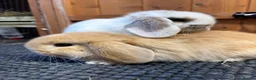 Mini Lop rabbits for sale: Pure bred mini lops *vaccinated* - Advert 5